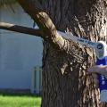 A good saw can make limb removal an easy chore. This model has a handle that can change positions. (Photo by MSU Extension/Gary Bachman)