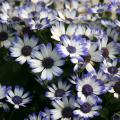 Pericallis is a cool-season flowering plant that absolutely loves the brisk temperatures of late winter and early spring. (Photo by MSU Extension/Gary Bachman)