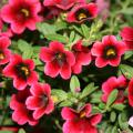 Pomegranate Punch is a variety of Calibrachoa Superbells that is heat tolerant all summer long and adds color to any flowerbed. (Photo by MSU Extension/Gary Bachman)