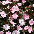 The compact family of SunPatiens has a high heat tolerance and requires little pruning. (Photo by Gary Bachman/MSU Extension)