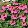 Echinacea Bravado is a popular coneflower that makes for a sturdy landscape plant. (Photo by Gary Bachman/MSU Extension Service)