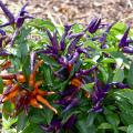 Ornamental peppers are available in an ever-increasing array of colors and styles, such as these NuMex April’s Fools peppers. (Photo by MSU Extension/Gary Bachman)