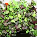 Microgreens such as the mix pictured are rich in phytonutrients and grow quickly indoors with minimal effort on a windowsill or under lights. (Photo by Gary Bachman/MSU Extension Service)