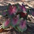 This Red-Bellied Tree Frog caladium comes from a family of caladiums that performs well in both partial and full sun. (Photo by MSU Extension/Gary Bachman)