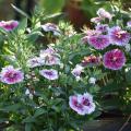 Dianthus is a great choice for fall garden color. This bicolor Telstar Pink picottee selection is perfect for mass planting in the landscape. (Photo by MSU Extension/Gary Bachman)