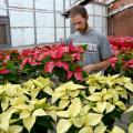 Mississippi State University Horticulture Club President Spencer Waschenbach of Kahoka, Missouri, examines poinsettias in a campus greenhouse on Nov. 25, 2014. The club will be selling poinsettias, Christmas cacti, succulents, living wreaths, mistletoe balls and ready-made table pieces in the annual Christmas Plant Sale from 8 a.m. until 5 p.m. on Dec. 5. (Photo by MSU Ag Communications/Linda Breazeale)