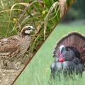 Wildlife biologists will address issues related to quail and turkey at gamebird seminars at the Mississippi Museum of Natural Science on Feb. 27. (File photo by MSU Ag Communications)