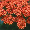 Kalanchoe is a member of the family known as Crassulaceae.