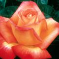 Love & Peace exhibits the classic hybrid tea form and shows a family resemblance to its parent, Peace, the most honored rose of all time.