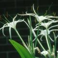 Consider the white, summer-blooming Hymenocallis species.