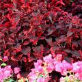 The burgundy and pink foliage of the Mississippi Summer sun coleus works well with many plants including this bright pink bougainvillea.