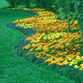 The small-flowered French Marigolds and blue-flowered lobelia create a dazzling landscape display when planted together.