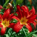 Spiderman is a hit at the theater box office with the movie and is a hit in the garden with the bright red blooms of the Spiderman daylily.