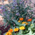 The blue flowers of caryopteris combine well with the Profusion Orange zinnia, and both plants are tough in Mississippi's sweltering heat. Other good companion plants would be lantana, salvias and purple heart. Try growing large drifts of bluebeard in front of purple coneflowers, rudbeckia or tall selections of gomphrena. 