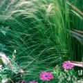 The silky, hair-like blossoms of the Mexican feather grass move gracefully with the gentle breeze. 