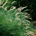 The oriental fountain grass is a 4-foot tall grass with pristine white blooms. It offers added excitement in the garden with its plumes that move in the wind. Ornamental fountain grasses add extra value when planted so they are back-lighted from the setting sun or landscape lighting.