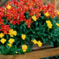 Dwarf Montego snapdragons and yellow pansies create a mixed container that would brighten any porch, patio or deck.