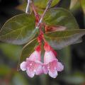 Edward Gaucher abelia is a 2003 Mississippi Medallion winner for its ability to thrive in the Hospitality State. This low-maintenance plant will yield months of blooms to delight hummingbirds, butterflies and people. 