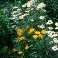 Early Sunrise coreopsis combines wonderfully with the pristine, white flowers of the ox-eye daisy.