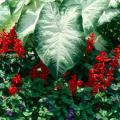 The perfect combination for a patriotic garden are White Christmas caladiums, Vista Red salvia and Summer Wave blue torenia. 