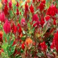 Mass plant the celosia in a variety of colors for a dazzling display.