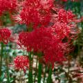 Because the red spider lily doesn't bloom long, it makes a great addition to beds with a groundcover like ivy: the flowers will emerge above the groundcover but will not be missed when they retreat back to the ground.