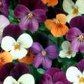 The Duet viola mix features bold, vibrant orange, yellow, violet, cream and lavender petals, and the Swirl mix has an heirloom, or antique, look with pale yellow, cream with lilac and lavender shades.