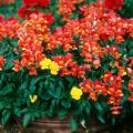 These red Montego  snapdragons demontrate how showy single-colored plantings can be when combined with yellow pansies.