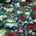 Flowering kale and cabbage excel in beds of brightly colored pansies, violas, panolas and snapdragons.