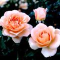 AARS winning roses are all judged on 15 key gardening characteristics including disease resistance, hardiness, color, form, flowering effect, fragrance, vigor and novelty. Winners must perform exceptionally well over a two-year period in numerous test gardens throughout the United States.