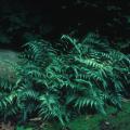The Perennial Plant Association named Athyrium niponicum Pictum the 2004 Perennial Plant of the Year. This perennial low-maintenance Japanese painted fern is one of the showiest ferns for shade gardens.