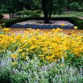 Strata is a frosty gray and blue violet Salvia farinacea that combines well with a host of colors including these yellow Prairie Sun rudbeckias.