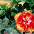 One of the newest hibiscus is Sun Showers. Sun Showers is indeed like a solar flare on the sun with orange, red and white.