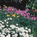 Ox Eye daisies add just the right touch to this bed of Gold Yarrow and verbenas.