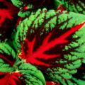 Kong red coleus displays a broad vein in a brilliant red down the center of each leaf. These shade-loving plants produce leaves large enough to cover a person's face and also come in scarlet, rose and mosaic colors.