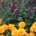 In the flower garden, plant Honey Bee Blue boldly in drifts adjacent to gold-yellow and orange marigolds .
