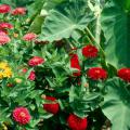 Dreamland zinnias produce enormous flowers reaching close to 4 inches wide that almost resemble those on a homecoming mum. The bright, colorful flowers are produced on short, stocky plants that reach just 18 inches tall.