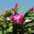 This Christmas cactus is beautiful outside on a warm winter day, but most of the time these dependable holiday plants brighten up special areas inside the home.