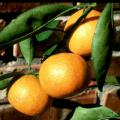 Satsumas like these perform well in containers and are known for their cold tolerance and great taste.