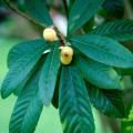 The Japanese loquat assumes a rounded form and is normally under 20 feet tall, perfect for those areas needing a small tree. The furrylooking white flowers form in the early fall and are deliciously scented. Plus, if the winter is mild, the creamy white flowers will yield a real delicacy for the table.