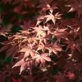 Fall is a great time to plant Japanese maple trees. Bloodgood, like the one pictured here, is a popular selection and also a Mississippi Medallion award winner.