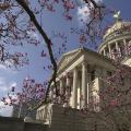 The Japanese Magnolia, also called saucer magnolia or tulip magnolia, features flowers that may reach 6 inches across in shades of pink to dark purple. The saucer magnolias pictured here provide a beautiful setting for the state Capitol.