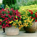 Red verbena and lantana join with geraniums to create an inspiring display of mixed plants.