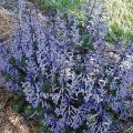 Though its foliage is handsome, it is Mona lavender's spikes of dark lavender flowers that everyone adores.
