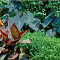 The Black Magic, with its dark purple leaves, is one of the most sought-after elephant ear varieties. Grow elephant ears with other coarse-textured plants like bananas, gingers and cannas, such as the Tropicanna pictured here.