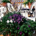 Container gardening can provide colorful displays throughout the fall months. This combination, including purple pansies beneath spikes of lavender, yields a spectacular accent on a backyard deck.