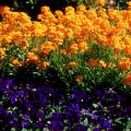 Citrona Orange will stop traffic with displays such as this one as it towers over Matrix Blue Blotch pansies.