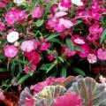 Scarlet-colored Diamond dianthus complements these yellow and orange Calypso calendula in cool-season gardens. 