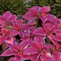 This lilac painted poinsettia can add to your Christmas decorations, then with some extra care, can still look good for Easter. Try it with some pink eggs underneath or surrounding white Easter lilies.
