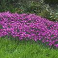 The Firewitch dianthus, or cheddar pink, is a low growing, mat-forming plant with narrow, bluish-gray foliage and brilliant purplish-pink flowers. The blooms cover the plant and perfume the air with a spicy, clove-like fragrance.
